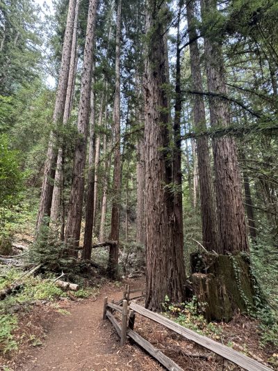 Ruta a las Secuoyas