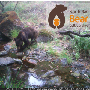 Wild Neighbors – American Black Bears