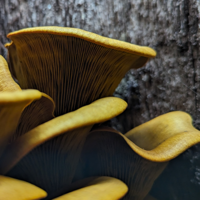 Fungi in Focus: Ecology and Identification