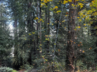 El Sur del Parque: Trap Trail