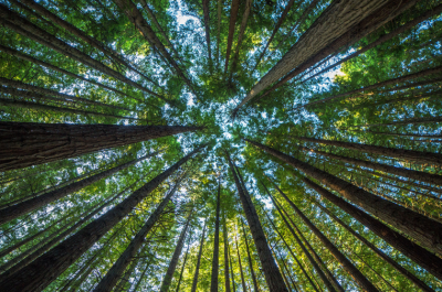 Ancient Redwood - Private Guided Hike