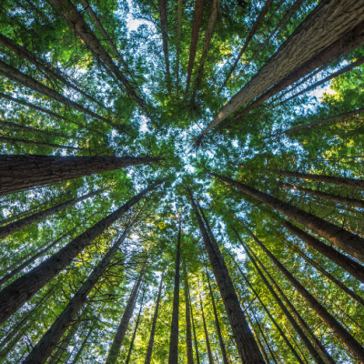 Ancient Redwood - Private Guided Hike