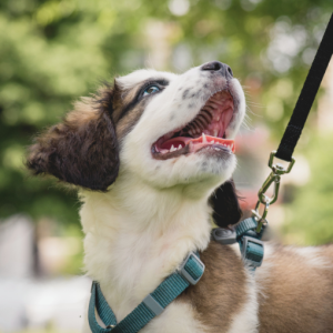 General Pooch Admission – $5 per dog