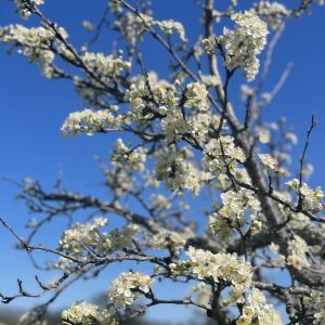 General Admission $15.00- Historic Orchard Hike