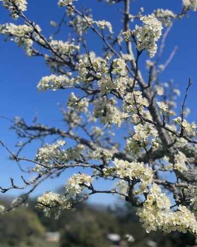 Historic Orchard Hike