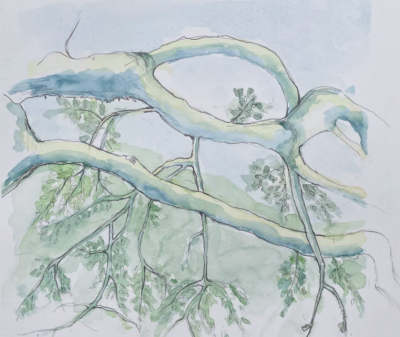 Drawing Trees in Mixed Media: A Day at Jack London Park