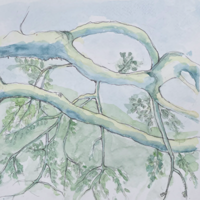 Drawing Trees in Mixed Media: A Day at Jack London Park