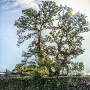General Admission – Historic Trees of Beauty Ranch