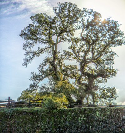 Historic Trees of Beauty Ranch