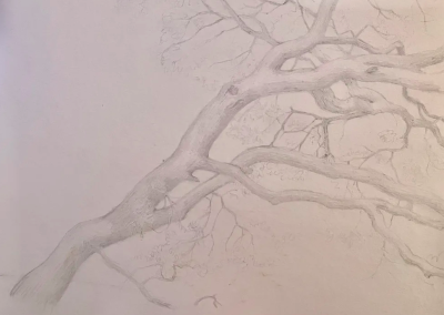 Drawing Trees in Mixed Media: A Day at Jack London Park Copy