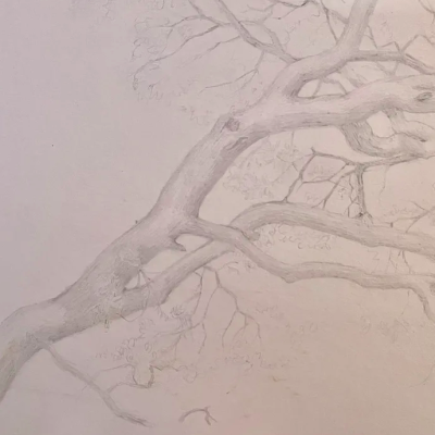 Drawing Trees in Mixed Media: A Day at Jack London Park