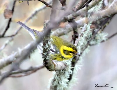 Migrations: Birds and Words on Sonoma Mountain