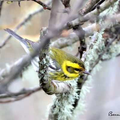 Migrations: Birds and Words on Oona-pa’is (Sonoma Mountain)