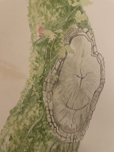 Plein Air Trees Up Close: A Day at Jack London Park