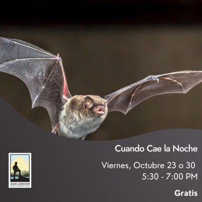 Cuando Cae la Noche